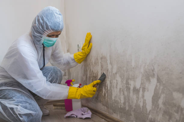 Best Toxic Mold Removal  in Highland, MD