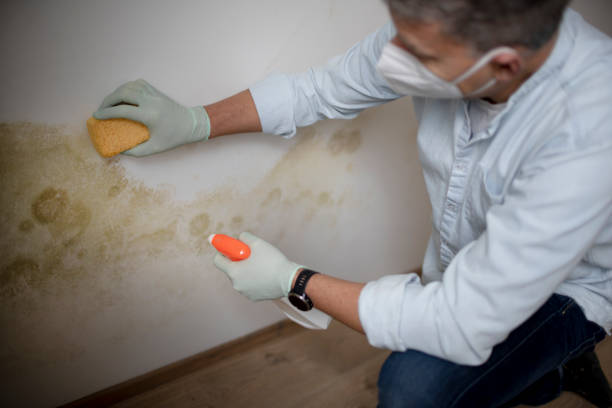 Best Professional Mold Removal  in Highland, MD
