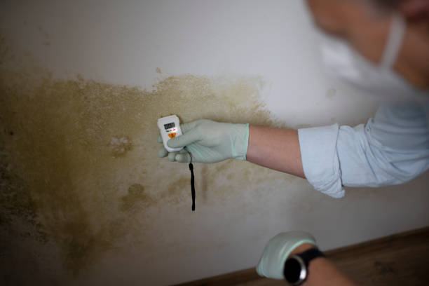 Best Mold Removal Company Near Me  in Highland, MD