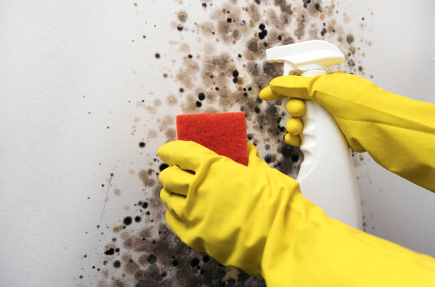 Best Mold Cleaning Services  in Highland, MD