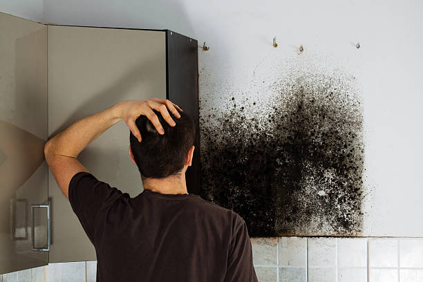 Best Mold Testing  in Highland, MD