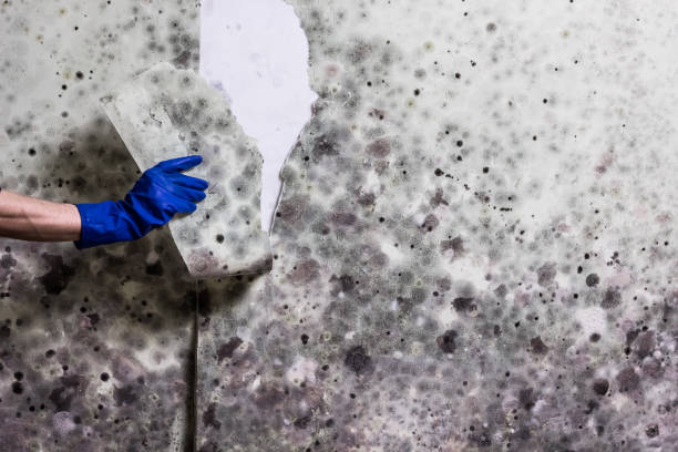 Best Certified Mold Removal  in Highland, MD